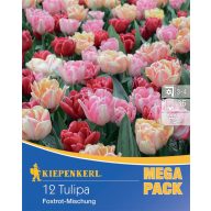 Cvetlične čebulice Tulipan Foxtrot-Mix Mega Pack 12 kosov