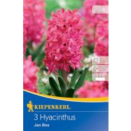 Cvetlična čebulica Jácint Jan Bos 3 kosi Kiepenkerl