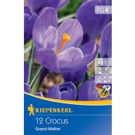   Cvetna čebulica Velik cvetoči kokos Grand Maitre/Blau 12 kosov Kiepenkerll