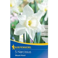   Cvetlična čebulica trobentasti cvet narcis Mount Hood 5 kosov Kiepenkerl
