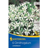   Cvetna čebulica Ptičje mleko (Ornithogalum) 6 kosov Kiepenkerl