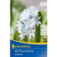   Čebulice Starry Puškinov cvet (Puschkinia) 20 kosov Kiepenkerl