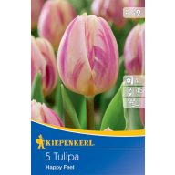 Cvetlična čebulica Tulip Happy Feet 5 kosov