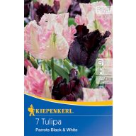   Cvetlična žarnica Tulip-Duo Papige črno-bele 7 kosov Kiepenkerl