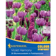   Colour Symphony mega Pack Violet Harmony 26 žarnic Kiepenkerl