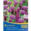Colour Symphony mega Pack Violet Harmony 26 žarnic Kiepenkerl