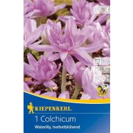 Čičerika (Colchicum) Vodne lilije 1 pc Kiepenkerl