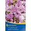 Čičerika (Colchicum) Vodne lilije 1 pc Kiepenkerl