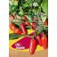Čili paprike ekološke Ruben jalapeno Rein Saat približno 30 semen