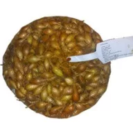 Sadilna čebula Makói 10 kg
