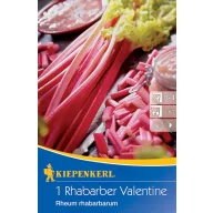 Rabarbara Valentine Kiepenkerl 1 rastlina