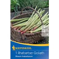 Rabarbara Goliath Kiepenkerl 1 rastlina