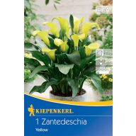 Cvetna čebulica Kale (Zantedeschia) rumena Kiepenkerl 1 kos