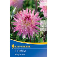 Cvetlična čebulica Dahlia Mingus Julie Kiepenkerl 1 kos