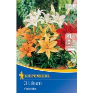 Mešanica barv za čebulice Lily Pixie Mix Kiepenkerl 3 kosi