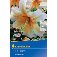 Cvetlična čebulica Lily Mister Cas Kiepenkerl 1 kos
