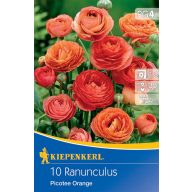 Čebulice Buttercup Picotee Orange 10 kosov