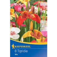 Cvetna čebulica Tiger flower colour mix Kiepenkerl 8 kosov