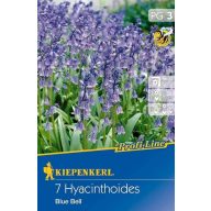 Cvetlične čebulice Blue Bell Blue Bell 7 kosov Kiepenkerl