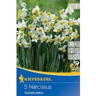 Čebulice Botanika narcis Canaliculatus 5 kosov Kiepenkerl