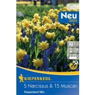   Cvetlična čebulica Narcisa-Blueberry asortiment 20 kosov Kiepenkerl