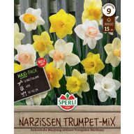 Čebulice narcisov Trumpet Mix 15 kosov Sperli