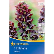 Čebulice perzijske lilije na kocke Kiepenkerl 1 kos