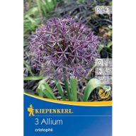   Cvetoča čebula Okrasna čebula (Allium christophii) Kiepenkerl 3 kosov