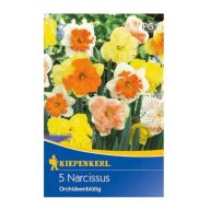   Čebulice Narcisa orhideja cvetna mešanica Kiepenkerl 5 kosov