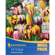 Žarnice Tulipan Mega-Pack Rembrandt mix Kiepenkerl 14 kosov