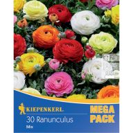   Čebulice Metuljček (Ranunculus) Mega-Pack mešanica barv Kiepenkerl 30 kosov