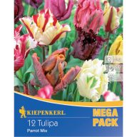   Čebulice tulipanov Mega-Pack (papagajski cvet) mešanica barv Kiepenkerl 12 kosov