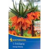   Cvetlična čebulica Fritillaria (cesarska krona) Ornage beauty Kiepenkerl 1 kos
