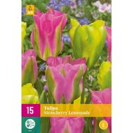 Cvetlična čebulica Tulipana Jagodna limonada 15 kosov JUB