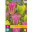 Cvetlična čebulica Tulipana Jagodna limonada 15 kosov JUB