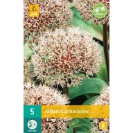   Cvetoča čebula Okrasna čebula (Allium) Karataviense 5 kosov JUB