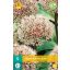 Cvetoča čebula Okrasna čebula (Allium) Karataviense 5 kosov JUB