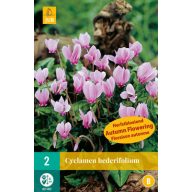   Cvetoča čebulica Ciklama (Cyclamen hederifolium) 2 kosa JUB