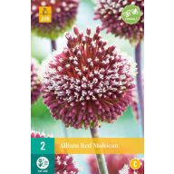 Čebulica okrasne čebule Red Mohican 2 kosa JUB