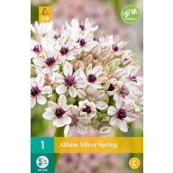Cvetna čebulica Okrasna čebula Silver Spring 1 kos JUB