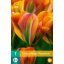 Cvetna čebulica Tulipan Orange marmelada 7 kom JUB