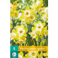 Čebulice Narcisa Hunter Sunrise 5 kosov JUB
