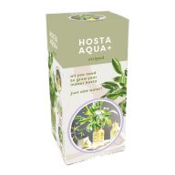 Hosta Aqua-Shade lilija v loncu JUB