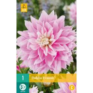 Cvetna čebula Dalija Evanah 1 kos JUB