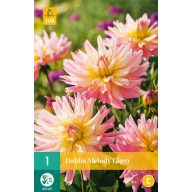 Cvetna čebula Dalija Melody Gipsy 1 kos JUB