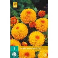 Čebulica Dahlia Souvenir d'Ete 1 kos JUB