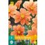 Cvetlična čebulica Dahlia G.F. Hemerik 1 kos JUB