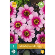   Cvetlična čebulica Dahlia Wishes 'n' Dreams 1 kos JUB