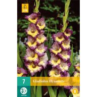 Žarnica Swordflower Dynamite 7 kosov JUB