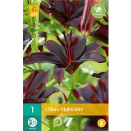 Cvetlična žarnica Lily Nightrider 1 kos JUB